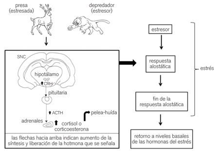 figuraA02 01