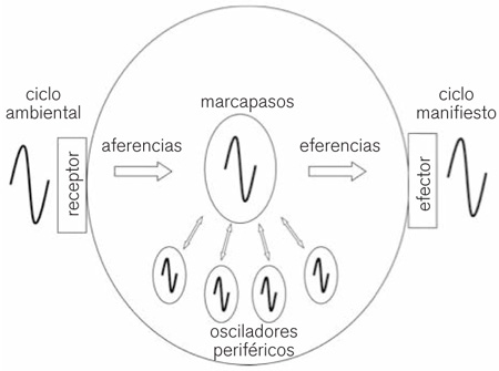 figuraA03 02