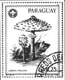 figura25B01 3