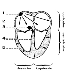 Arcfigura2
