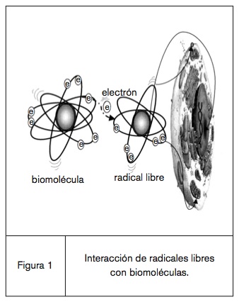 fig1